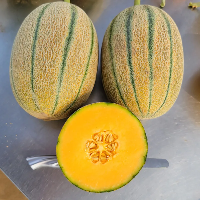 Самая лучшая дыня. Hybrid Melon.