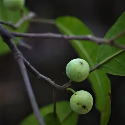 Семена Фикус Nervosa (Ficus nervosa, Фикус Невроза), 100 шт. | AliExpress