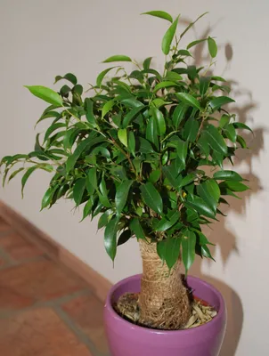 Ficus benjamina - Фикус Бенджамина - Семена деревьев Семена