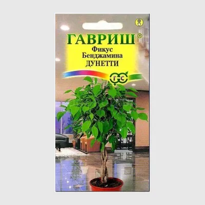 Семена фикуса «Бенджамина Дунетти» / Ficus benjamina, ТМ «ГАВРИШ» - 0,01  грамм купить недорого в интернет-магазине семян OGOROD.ua