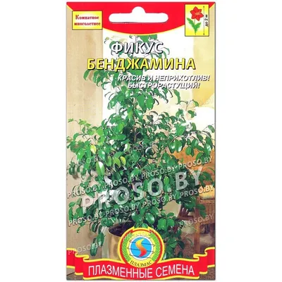 Фикус Кистевидный семена (Ficus racemosa) - Цена: €2.10
