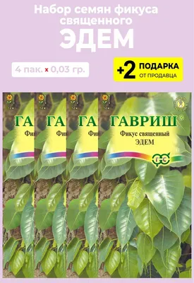 Фикус Проверенные семена Эдем - купить по выгодным ценам в  интернет-магазине OZON (1140587577)