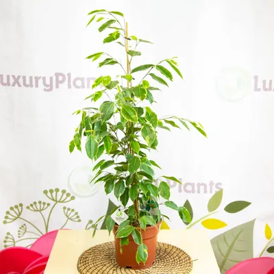 Семена Фикус Nervosa (Ficus nervosa, Фикус Невроза), 100 шт. | AliExpress