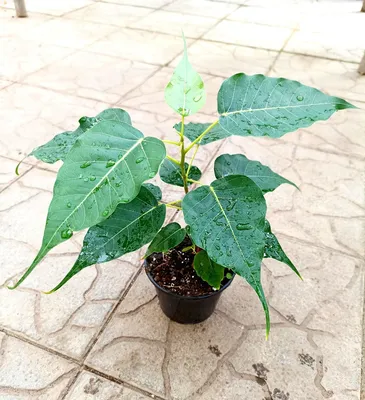 Фикус каучуконосный Мелани переплетенный Ficus elastica Melany twisted stem  100/21 — цена в LETTO