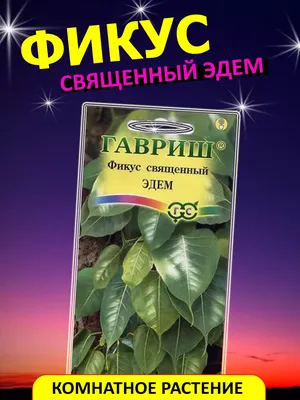 Семена фикуса для выращивания Экзотические виды 173937164 купить в  интернет-магазине Wildberries