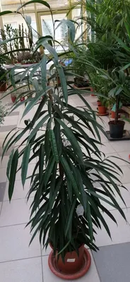 Фикус пальмера (Ficus palmeri) из черенка | Raritet-plants
