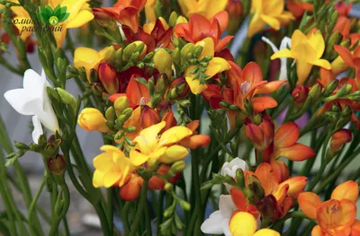 Купить луковицы (семена) цветов Фрезия почтой в Беларуси в  интернет-магазине, каталог семян с ценами