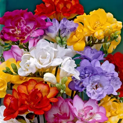 Семена цветов фрезии гибридная махровая Ред 10 шт — цена в Салавате, купить  в интернет-магазине, характеристики и отзывы, фото