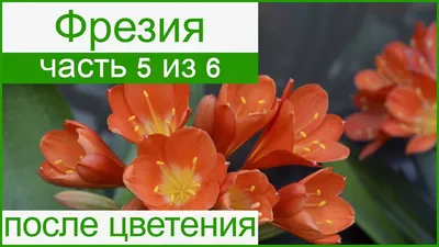 Луковицы фрезии купить по лучшим ценам, доставка наложенным платежом по  России