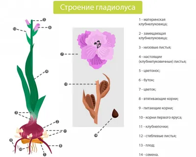 Выращивание гладиолусов из семян в домашних условиях, как собрать семена  гладиолусов и где они находятся, фото