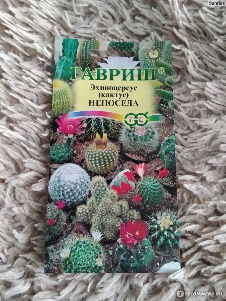 Семена Кактусов Купить В Москве На Авито