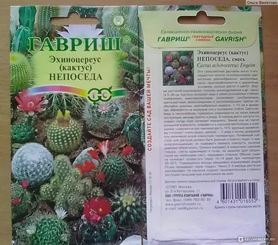 Семена Кактус непоседа Гавриш - «Новые семена кактусов от фирмы Гавриш» |  отзывы