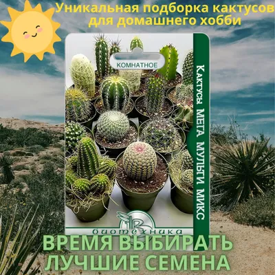 Как вырастить редкий кактус (и др суккуленты) из семян. Важные хитрости |  Цветочная лихорадка Растим цветы | Дзен