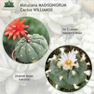 Семена Haworthia mix - купить в интернет-магазине суккулентов :: myPlants.  Цена 250 рублей. Доставка по России.