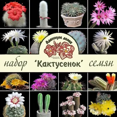 CactusGarden - Продажа семян кактусов Echinocereus russanthus SB 420