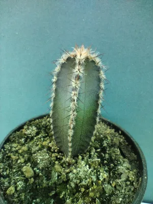 CactusGarden - Продажа семян кактусов Matucana aureiflora KK 776