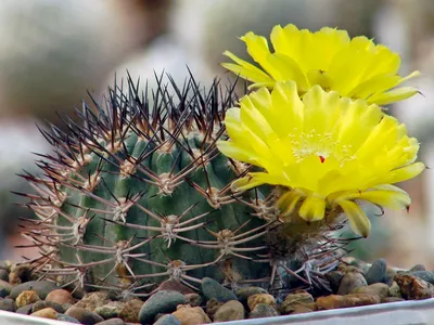 Astrophytum ornatum купить в Украине по низкой цене в интернет-магазине  GanjaLiveSeeds