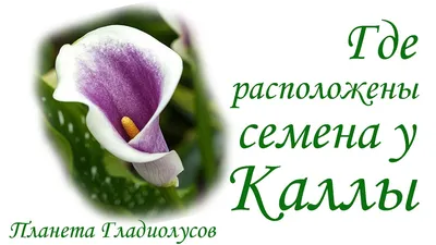 Каллы - купить клубни и луковицы цветов в России в интернет магазине дешево