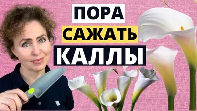 МОЖНО ЛИ ВЫРАСТИТЬ КАЛЛЫ ИЗ СЕМЯН, ПОЛУЧЕННЫХ ПОСЛЕ ЦВЕТЕНИЯ? | Цветочный  дворик | Дзен