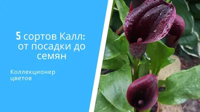 Каллы из семян, 2021 - tomat-pomidor.com