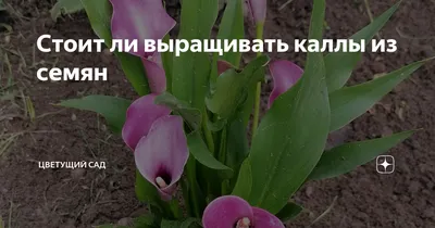 bufl.ru » Выращиваем Каллы в домашних условиях