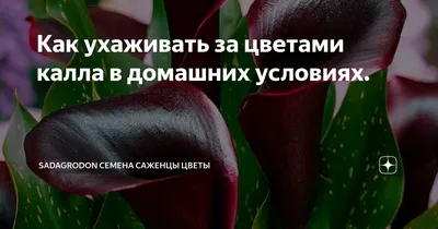 Каллы: о чём умалчивают владельцы загадочного цветка | Отставной полковник  | Дзен