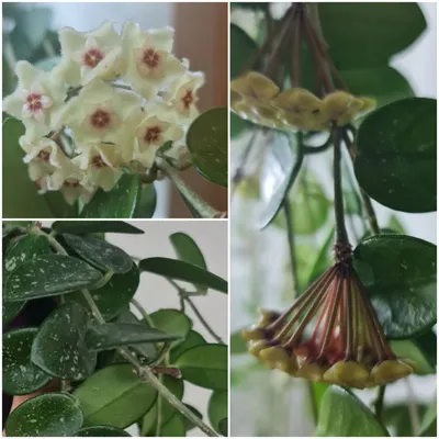 Hoya Fuscomarginata seedlings #hoyafuscomarginata #plant #plantslover  #tropicalplants #hoyaspecies - YouTube