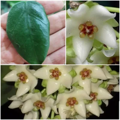 ХОЙЯ HOYA VITELLINA