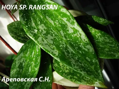 Хойя Карноза Кринкл (Hoya Carnosa Krinkle)