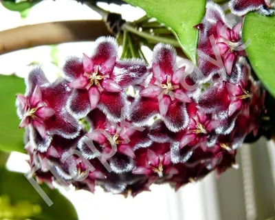 Хойя Керри Вариегатная мини (Hoya Kerrii Variegata)