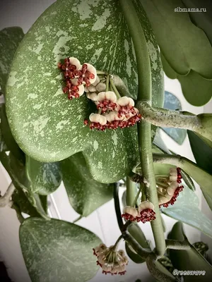 hoya lacunosa eskimo 25.00грн - Купить хойя на Ботанике