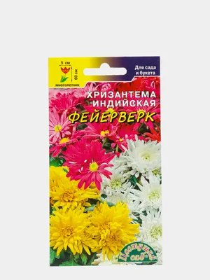 Саженцы хризантемы от интернет-магазина «ДоброДар» - Бізнес новини  Слов'янська