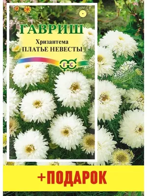 Хризантемы многолетние Урожай удачи МУ хризантема АССОРТИ - купить по  выгодным ценам в интернет-магазине OZON (995660349)