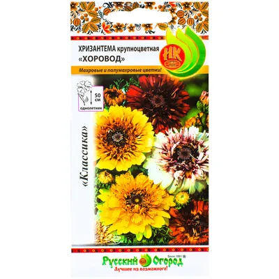 Хризантема Ясода Оранж Chrysanthemum Jasoda Orange - купить саженцы  хризантемы с доставкой по Украине в магазине Добродар