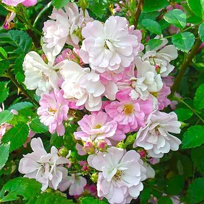 Роза Китайская Rosa Chinensis, эффектный многолетник ( 1 уп: 10 семян ) —  купить в интернет-магазине по низкой цене на Яндекс Маркете