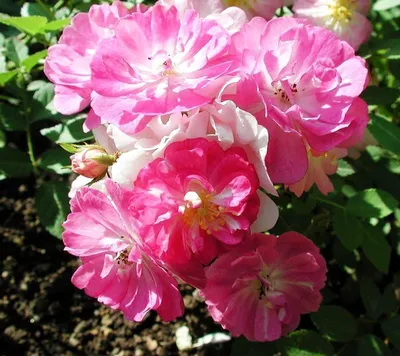 Гибискус китайский красный - Китайская роза - Бунгарайя - (лат. Hibiscus  rosa-sinensis) СЕМЕНА 15шт + подарок | AliExpress