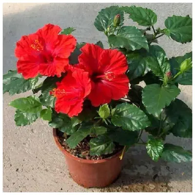 Гибискус китайский красный - Китайская роза - Бунгарайя - (лат. Hibiscus  rosa-sinensis) СЕМЕНА 15шт + подарок | AliExpress