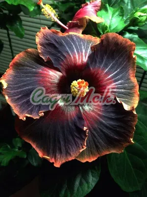 Гибискус китайский красный - Китайская роза - Бунгарайя - (лат. Hibiscus  rosa-sinensis) СЕМЕНА 15шт + подарок | AliExpress