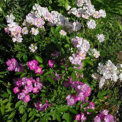 Гибискус китайский красный - Китайская роза - Бунгарайя - (лат. Hibiscus  rosa-sinensis) СЕМЕНА 15шт + подарок | AliExpress