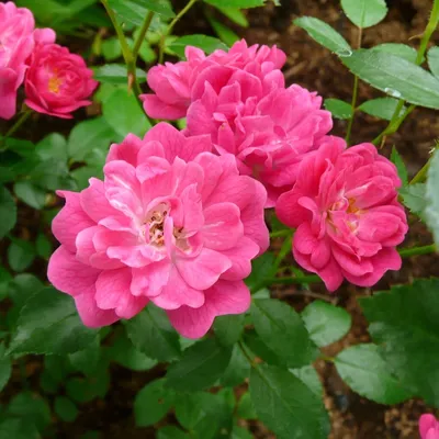 Гибискус китайский красный - Китайская роза - Бунгарайя - (лат. Hibiscus  rosa-sinensis) СЕМЕНА 15шт + подарок | AliExpress