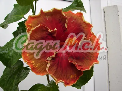 Купить семена Роза китайская (Rosa chinensis) Angel Wings в интернет  магазине с доставкой недорого - Интернет-магазин «СЕМЕНА ТУТ»