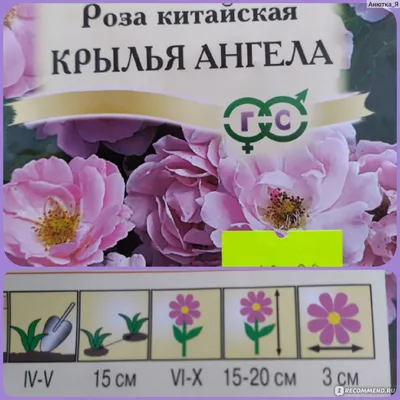 Посадка семян из Китая. Роза и суккуленты. Что выйдет? (Часть 1) | Веселая  морковь | Дзен