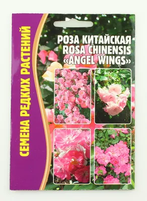 Роза Китайская Angel Wings 10 шт. купить оптом в Томске по цене 47,53 руб.