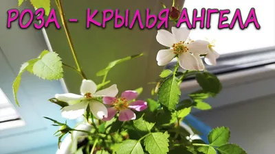 Роза Григорьев Роза - купить по выгодным ценам в интернет-магазине OZON  (822763687)