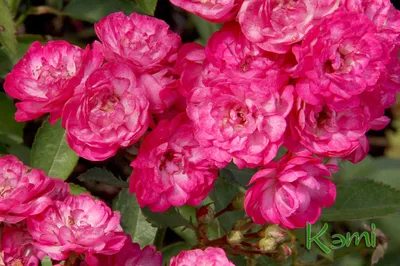 Гибискус изменчивый семена, лотосовое дерево, сумасшедшая роза - Hibiscus  mutabilis 2 шт (ID#1726007911), цена: 80 ₴, купить на Prom.ua