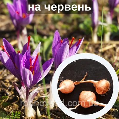 Купить Шафран посевной луковицы 1 кг (Crocus sativus) шафрановый крокус  осенний семена морозостойкий для специи в Украине