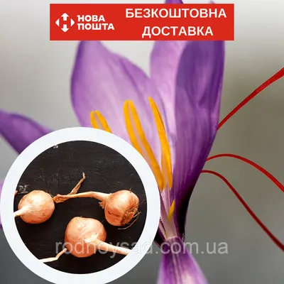 Шафран посевной луковицы120 шт (Crocus sativus) шафрановый крокус осенний  семена морозостойкий для специи (ID#1413280083), цена: 999 ₴, купить на  Prom.ua