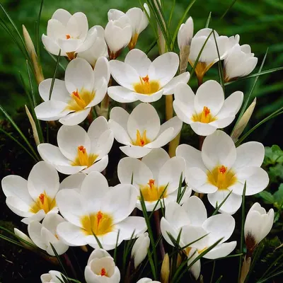 Шафран посевной луковицы120 шт (Crocus sativus) шафрановый крокус осенний  семена морозостойкий для специи (ID#1413280083), цена: 999 ₴, купить на  Prom.ua