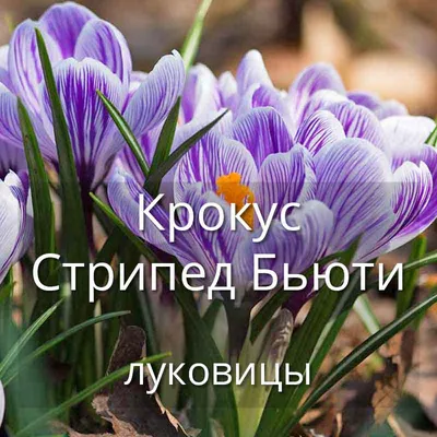 КРОКУС «КАШМИРСКИЙ» — CROCUS SATIVUS «CASHMIRIANUS» — НКО \"NORD-NUC\"