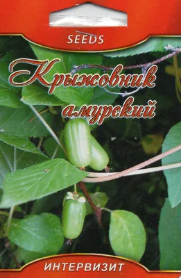 Купить SAFLAX - Капский крыжовник / Перуанская вишня - 100 семян - Physalis  peruviana | Joom